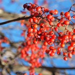 Die reifen Vogelbeeren setzen wunderbare Farbakzente in der herbstlichen Rhön. | Foto: Karin Klemmer