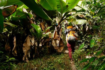 Ab durch die Hecke ...