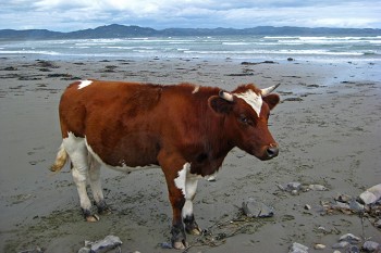 Ganz einsam ist man an den weiten Pazifik-Stränden der Insel doch nicht immer. | Foto: Franziska Körner