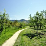 Radweg im Durbacher Tal Richtung Mooskopf. | Foto: Sabine Dettling