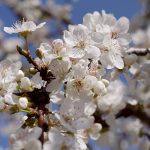 ... Apfelblüten ...