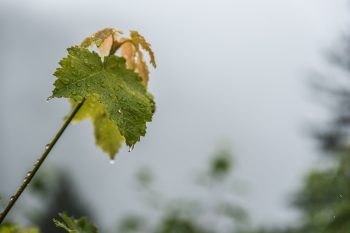 Das Schächental ist am Sonntag getränkt vom Nebel und vom Regen. | Foto: Marco Peter