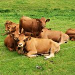 Posierende Kühe am Wegesrand | Foto: Jan Kozlowski