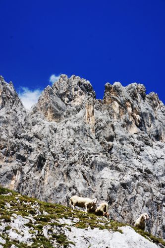 Die Schafe im oberen Bergleintal geben sich mit einer kargen Futterausbeute zufrieden. | Foto: Arnold Zimprich
