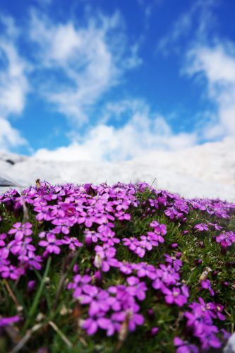 Wer die Tour Anfang Juli unternimmt, erlebt die Bergblumenblüte in voller Pracht. | Foto: Arnold Zimprich