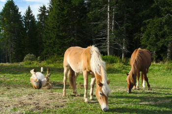 Die blonden Pferde von Hafling. | Foto: Sabine Dettling