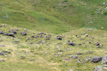 Suchbild: Wo sitzen die Geier? | Foto: Arnold Zimprich