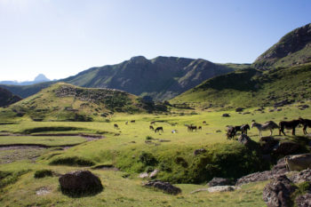 Auch Esel gehören zum Erscheinungsbild der Pyrenäen. | Foto: Arnold Zimprich