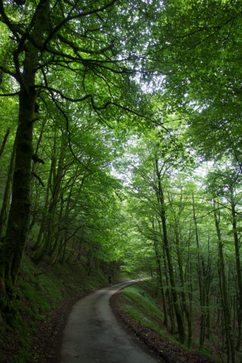 Über lange Strecken führt die HRP durch wunderbaren Laubwald. | Foto: Arnold Zimprich
