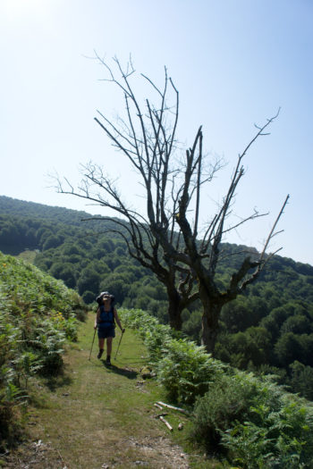 Morscher Baumriese am Rand der HRP. | Foto: Arnold Zimprich