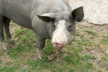 Freundliche Begrüßung am Wegesrand. | Foto: Arnold Zimprich