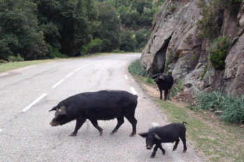 Wir hatten auf alle Fälle eine tierisch gute Zeit während unsererer Radreise auf Korsika. | Foto:Fritz Horstehmke und Brigitte Stammschröer