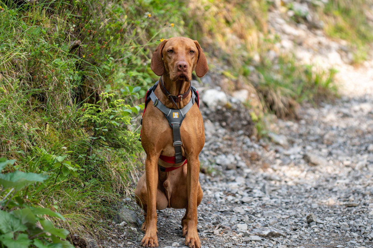 Hund sitzt auf einem Schotterweg.