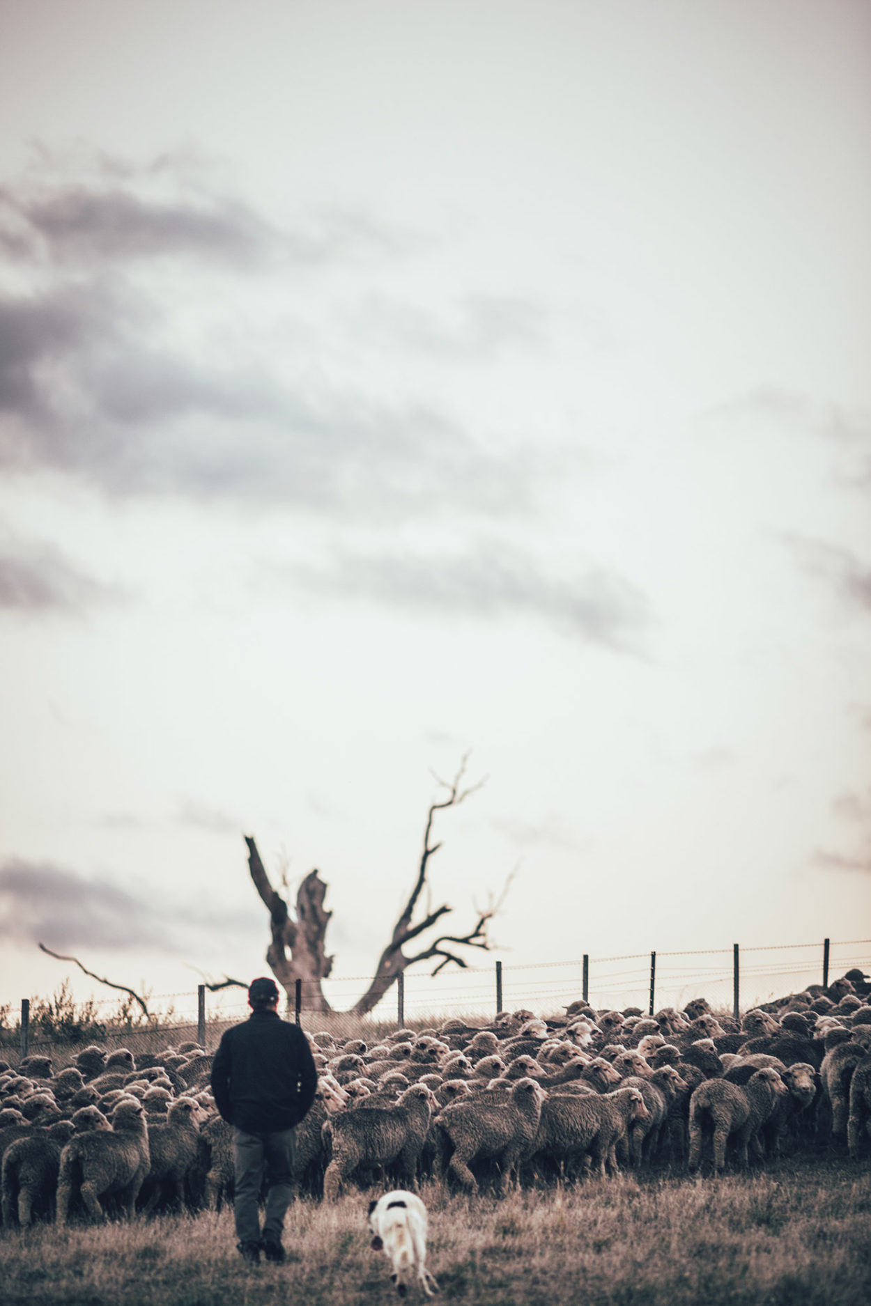 Schäfer mit Hütehund und tasmanischer Schafherde